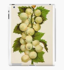 Canadian Horticulturalist 1888-96 - Downing Gooseberries iPad Case/Skin