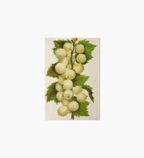 Canadian Horticulturalist 1888-96 - Downing Gooseberries Art Board