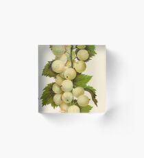 Canadian Horticulturalist 1888-96 - Downing Gooseberries Acrylic Block