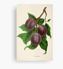 Canadian Horticulturalist 1888-96 - Fellemburg Plums Canvas Print