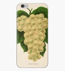 Canadian Horticulturalist 1888-96 - Green Mountain Grapes iPhone Case