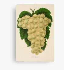 Canadian Horticulturalist 1888-96 - Green Mountain Grapes Canvas Print
