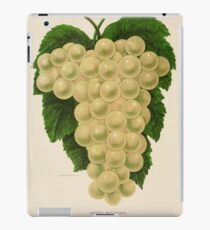 Canadian Horticulturalist 1888-96 - Green Mountain Grapes iPad Case/Skin