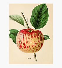 Canadian Horticulturalist 1888-96 - Haas Apple Photographic Print