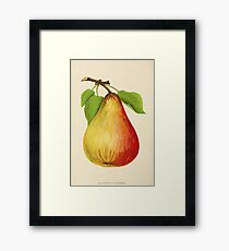 Canadian Horticulturalist 1888-96 - Pear Framed Print