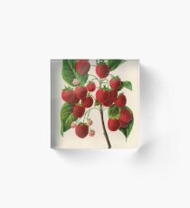 Canadian Horticulturalist 1888-96 - Raspberries Acrylic Block
