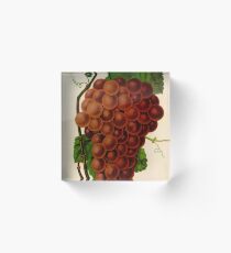 Canadian Horticulturalist 1888-96 - Vergennes Grapes Acrylic Block