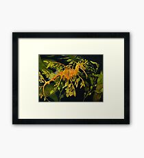 Leafy Seadraon and Kelp Framed Print