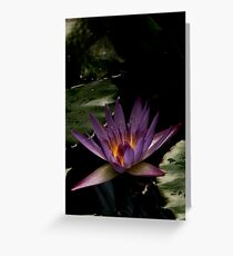 Nymphaeaceae Greeting Card