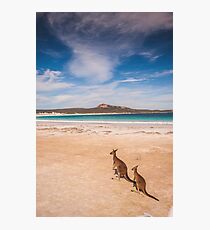 Kangaroos on a Beach Photographic Print
