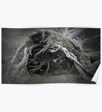The enchanted fallen tree Poster