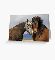 Beauties - Icelandic horses Greeting Card
