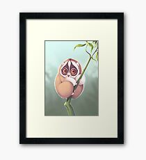 Slo Loris Framed Print