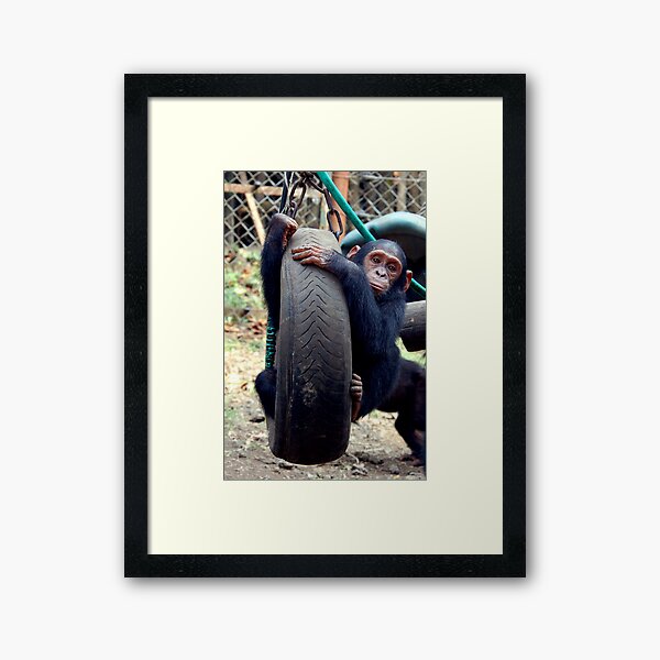 Chimp Swing Framed Art Print