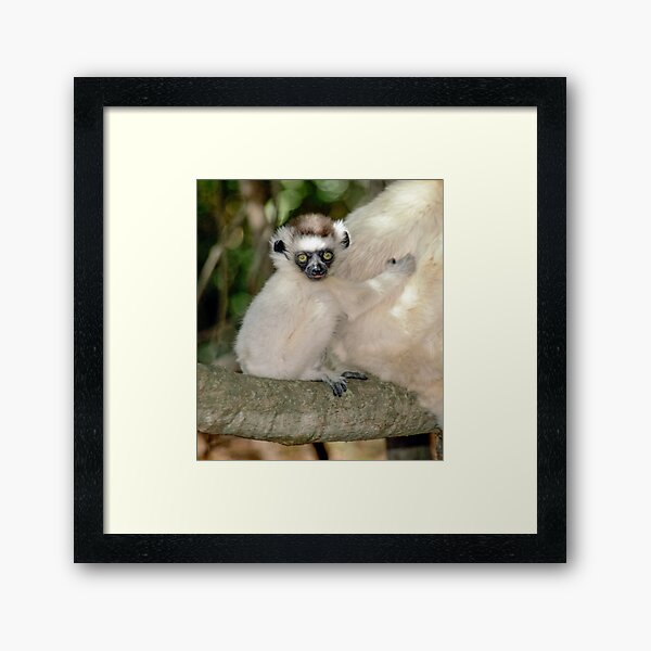 Baby sifaka Framed Art Print