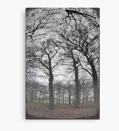 Hoge bomen 2 ~ trees 2 Canvas Print