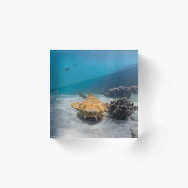 Wobbegong, Tangalooma Wrecks Acrylic Block