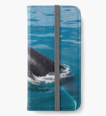 Humpback whale calf, Moreton Bay iPhone Wallet/Case/Skin