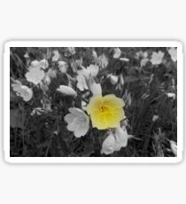 Focal Primrose Sticker