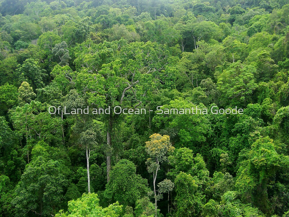 "Ancient Tropical Rainforest canopy " by Of Land and Ocean Samantha