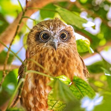 Artwork thumbnail, Southern Boobook Owl, Western Australia by MADCAT