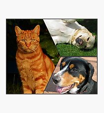 Feline and Canine Collage Photographic Print