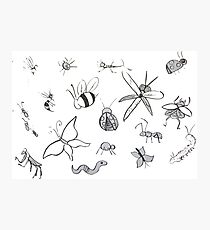 Entomology Photographic Print
