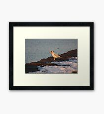 Scavenger Framed Print