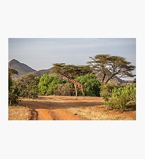 Kenya. Samburu National Reserve. Reticulated giraffe. Photographic Print