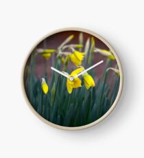 Daffodils about bloom Clock