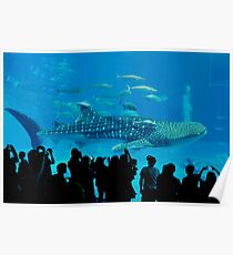 Whale Shark Poster