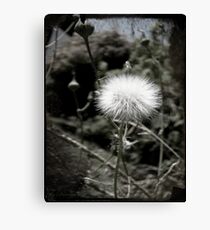 The Loner... Canvas Print