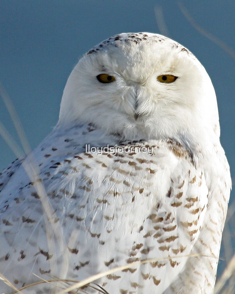 "Snowy Owl Eyes" by lloydsjourney | Redbubble