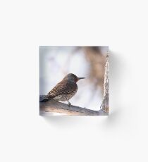 Northern Flicker Acrylic Block