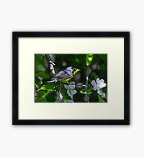 Canada Warbler Framed Print
