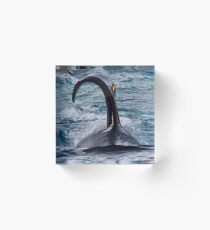Orca Dorsal Acrylic Block