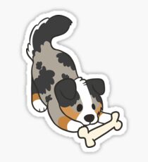 Australian Shepherd Sticker