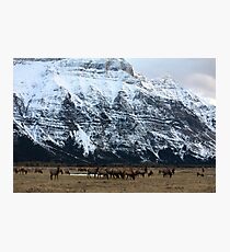 Elk Herd at Waterton Photographic Print