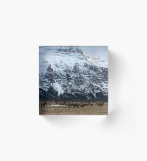 Elk Herd at Waterton Acrylic Block