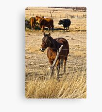 Barbedwire Beauty Canvas Print