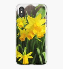 Daffodils iPhone Case/Skin