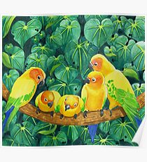 Sun Conures Poster