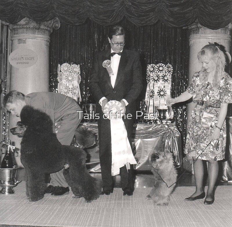 "Vintage Dog Show Photograph featuring Poodle and Terrier" by Tails of