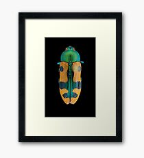 Jewel Beetle (Castiarina scalaris) Framed Print