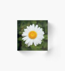 One White Daisy Acrylic Block