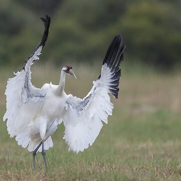 Artwork thumbnail, Whooping crane in action by rshankar8080