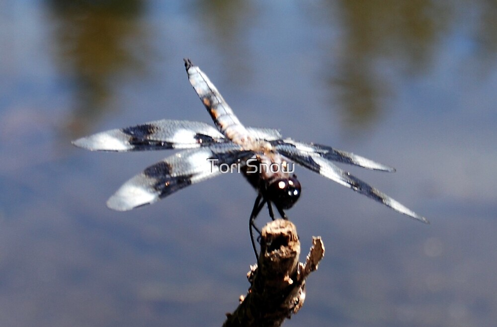 "Zebra Dragonfly" by Tori Snow Redbubble