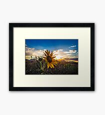 Colorado Gold Framed Print