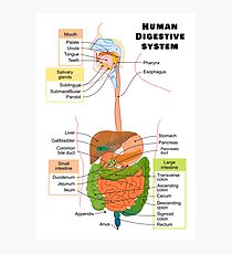 Digestive System Gifts & Merchandise | Redbubble