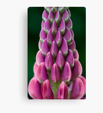 Lupin Canvas Print